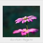 Osteospermum