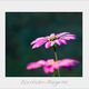 Osteospermum