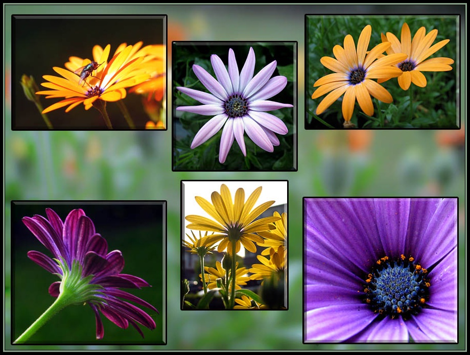 Osteospermum