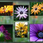 Osteospermum