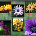 Osteospermum