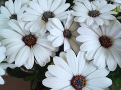 Osteospermum