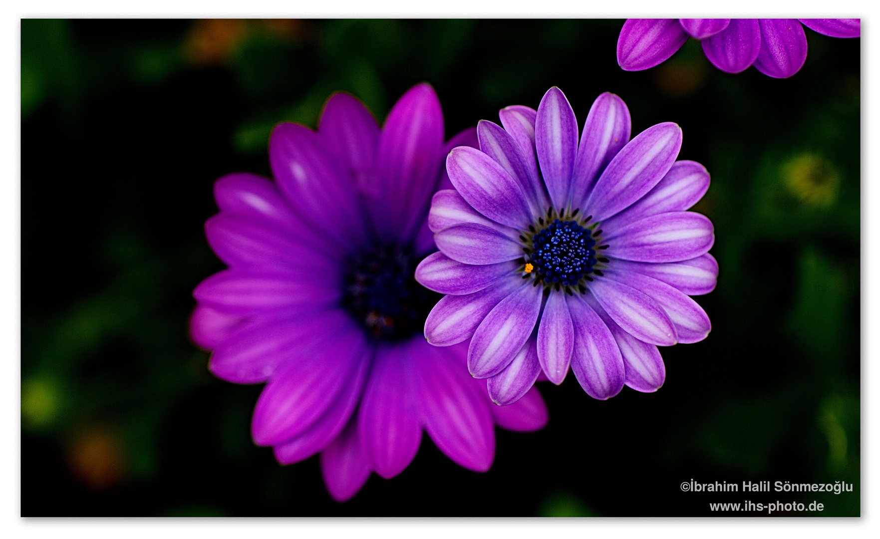 Osteospermum 2