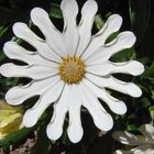 Osteospermum