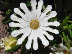 Osteospermum