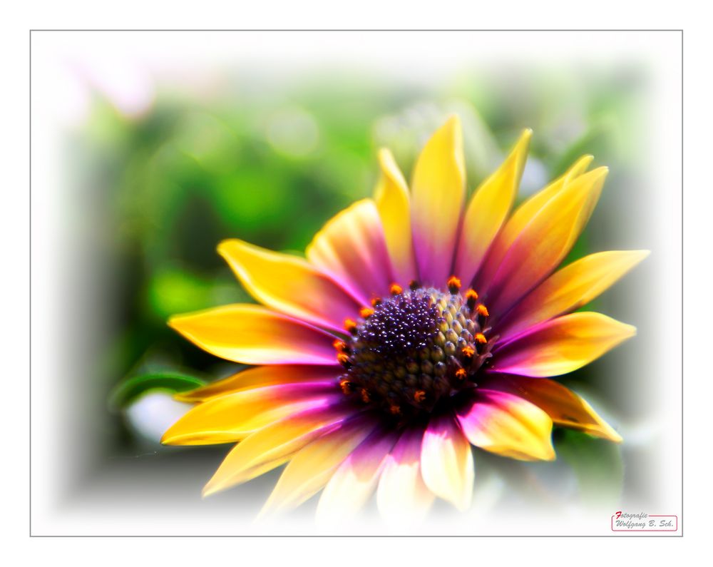 Osteospermum