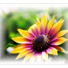 Osteospermum