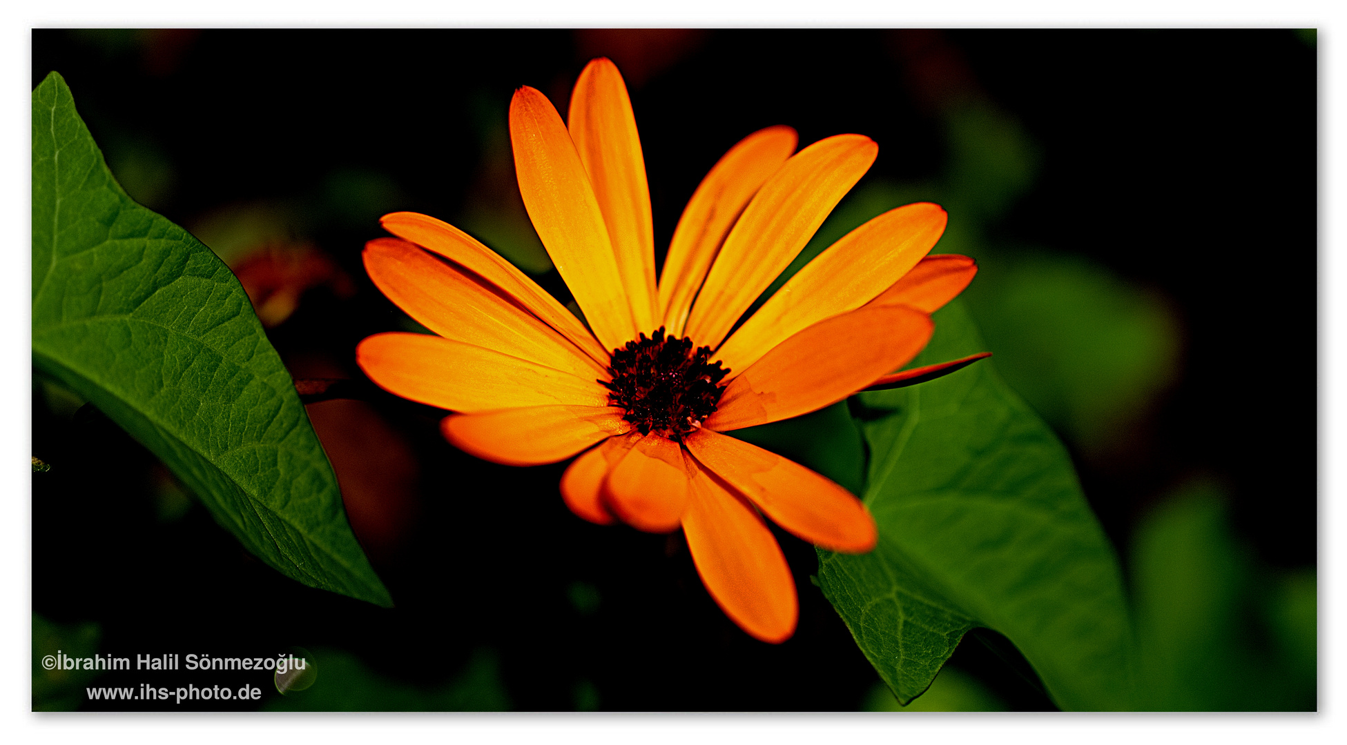 Osteospermum 3