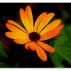 Osteospermum 3