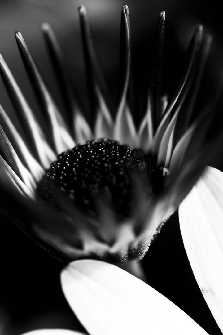 osteospermum