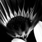 osteospermum