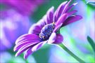 OSTEOSPERMUM von Nicole B