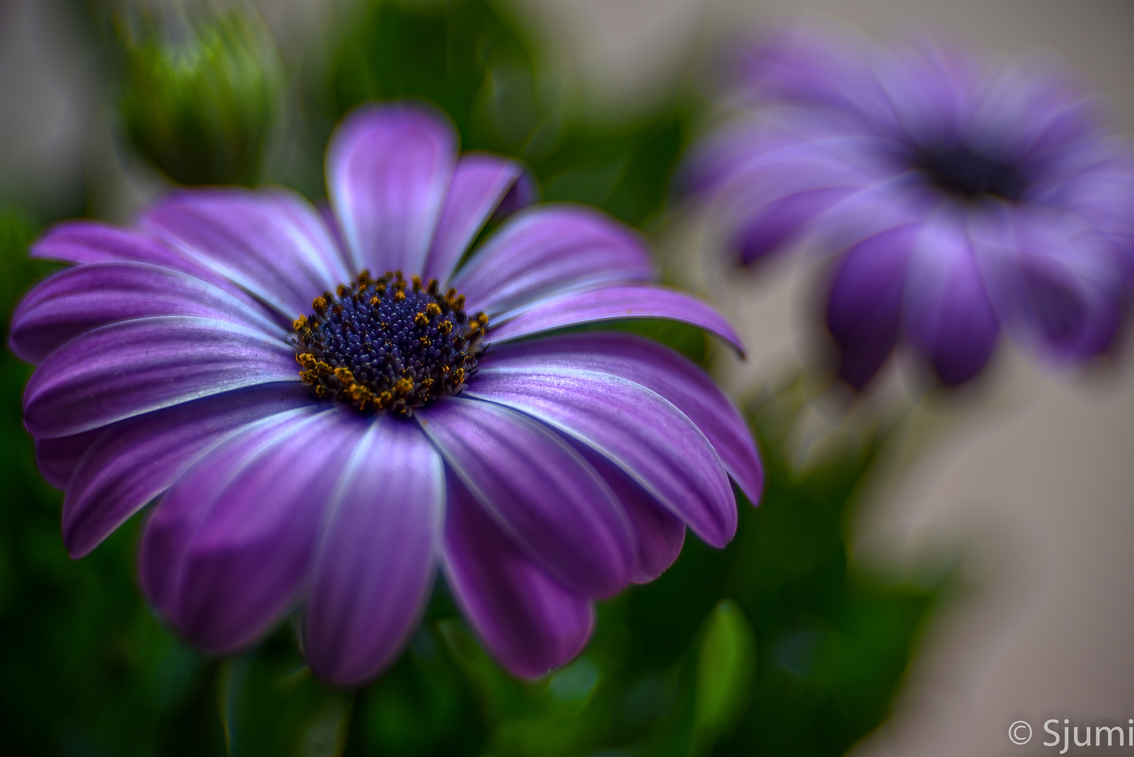 Osteospermum