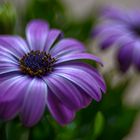 Osteospermum