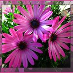 Osteospermum ... 