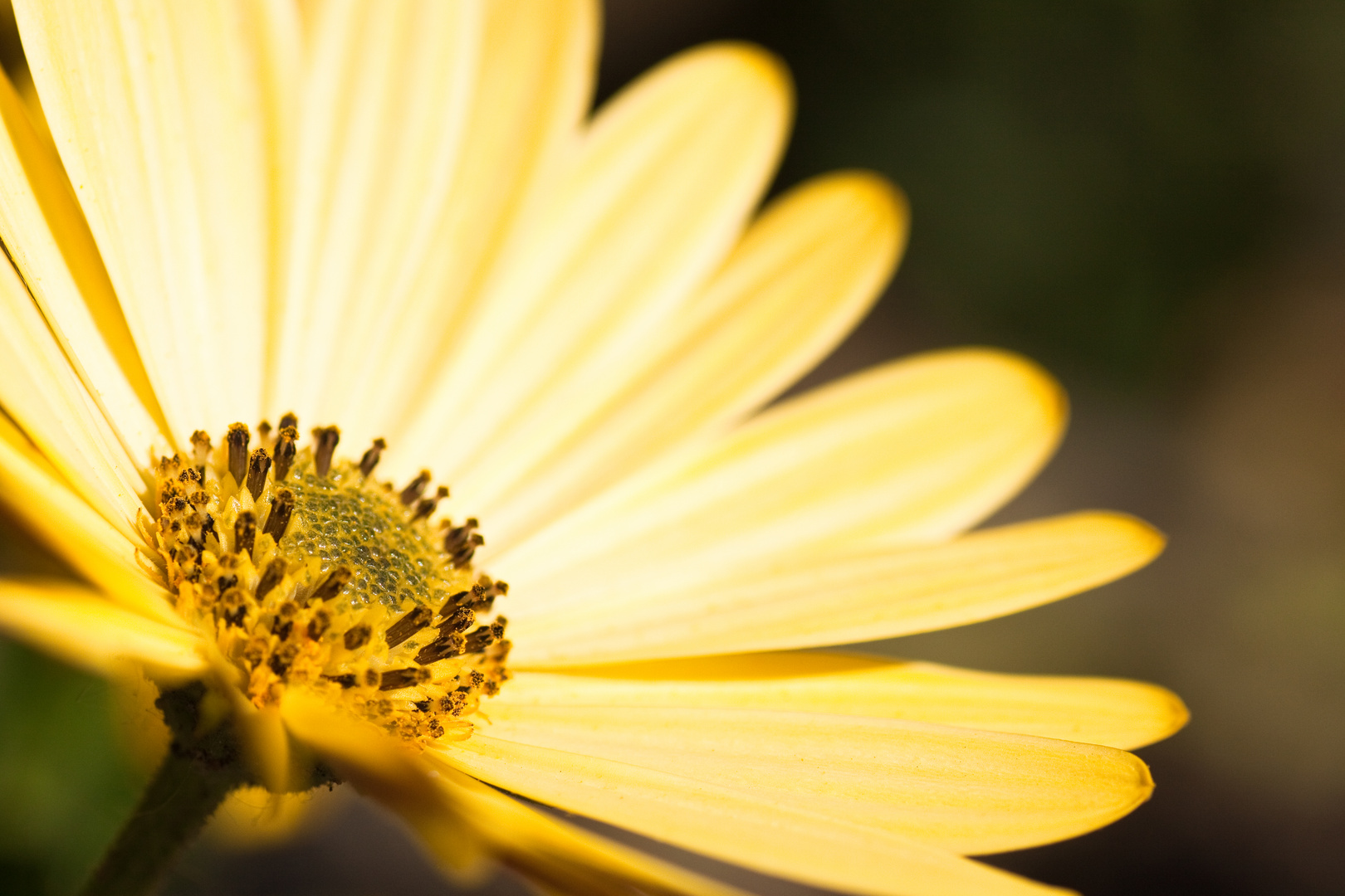 Osteospermum