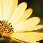 Osteospermum