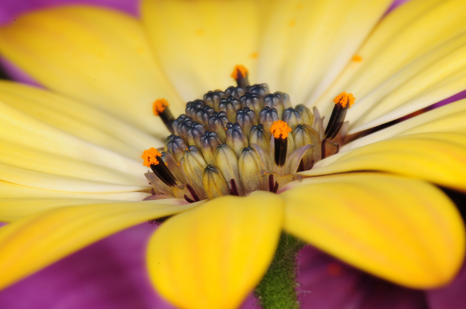 ~ Osteospermum ~