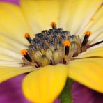 ~ Osteospermum ~