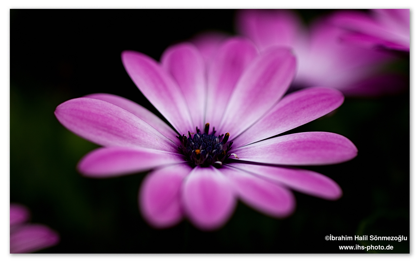 Osteospermum