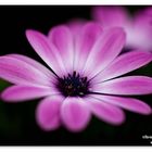 Osteospermum