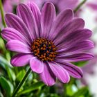 Osteospermum