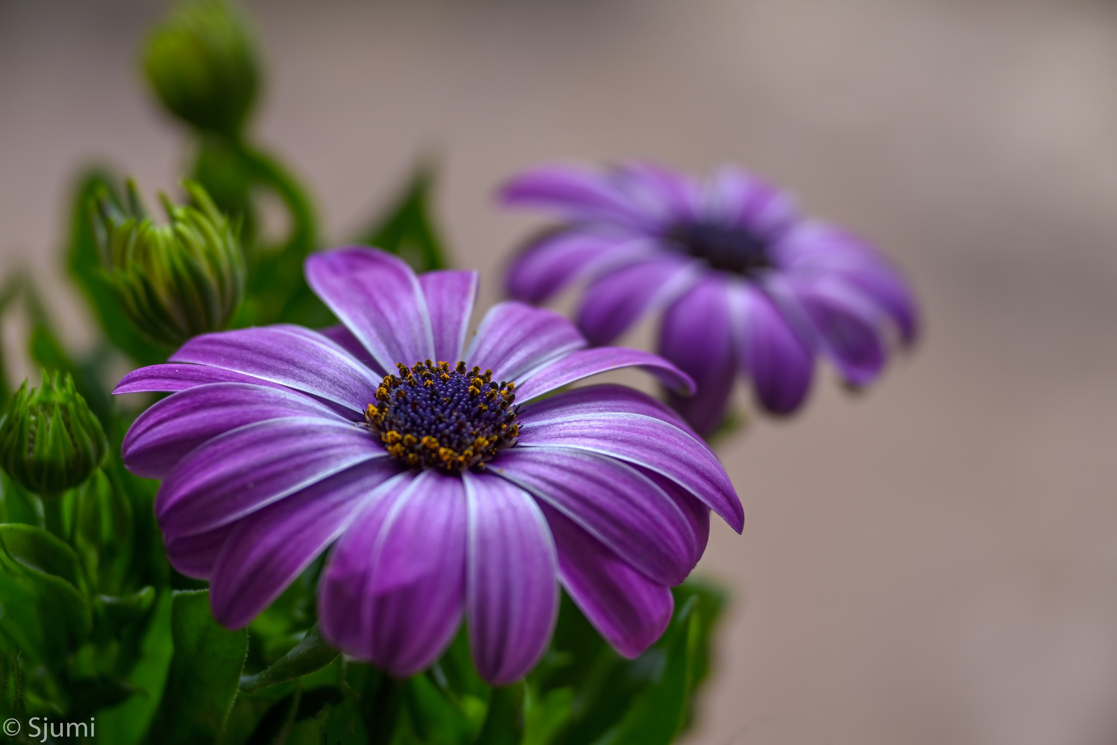 Osteospermum Blütenzauber