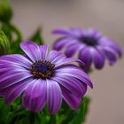 Osteospermum Blütenzauber