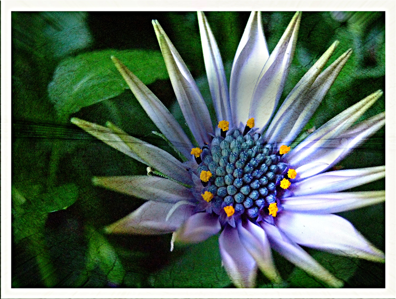 Osteospermum