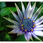 Osteospermum