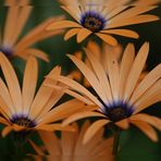 Osteospermum