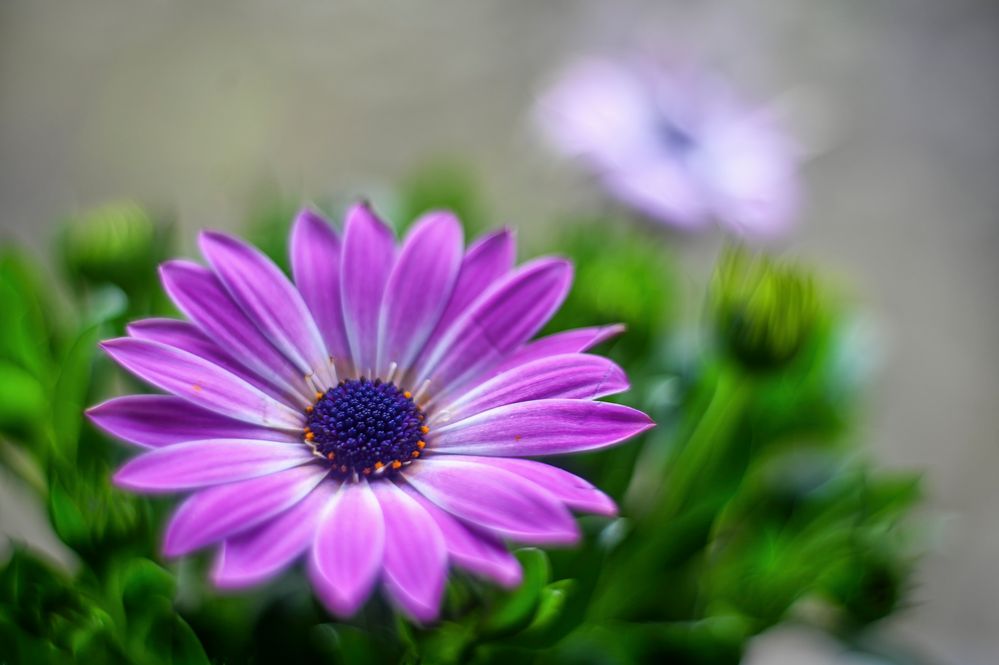 Osteospermum