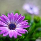 Osteospermum