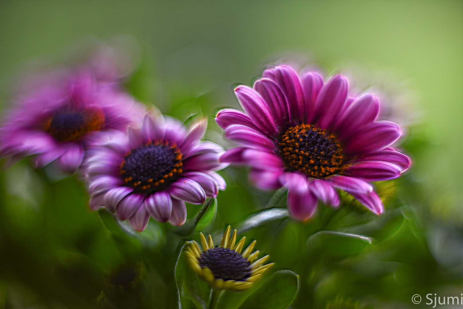 Osteospermum dream...