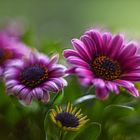 Osteospermum dream...