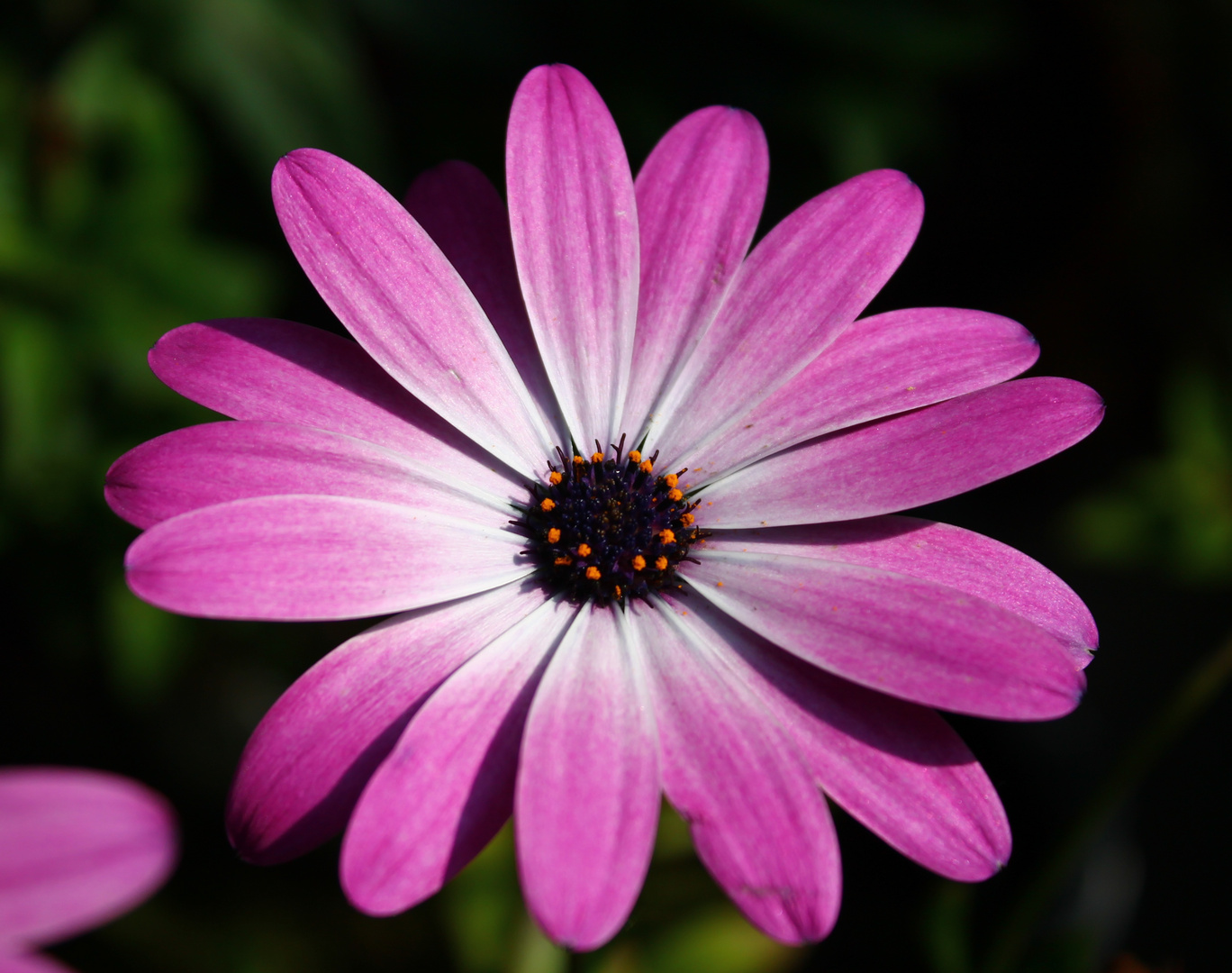 Osteospermum ecklonis