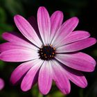 Osteospermum ecklonis