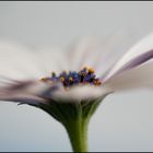 Osteospermum ecklonis