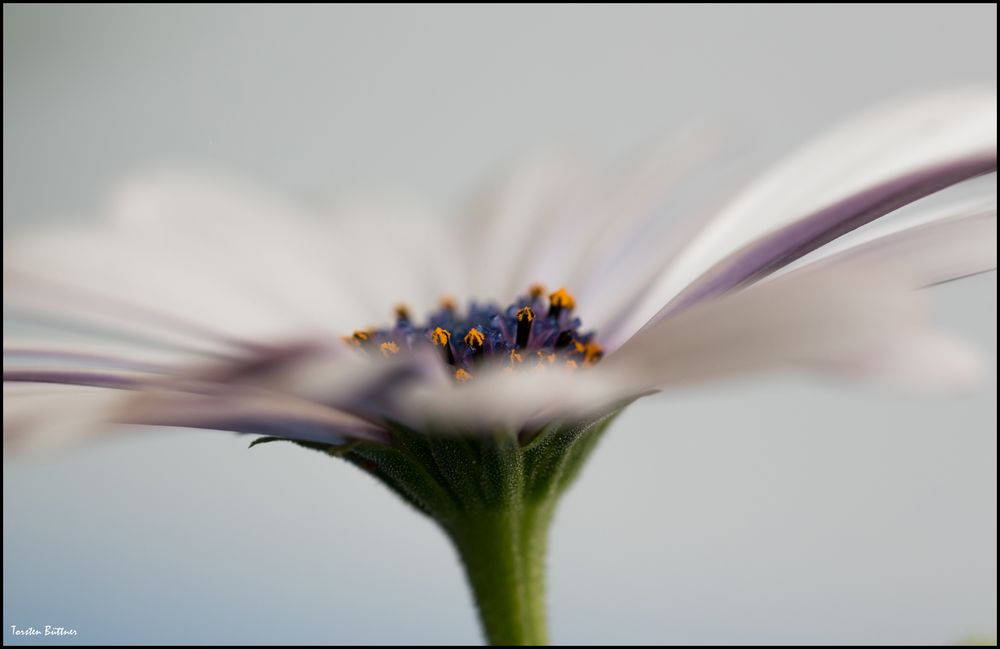 Osteospermum ecklonis