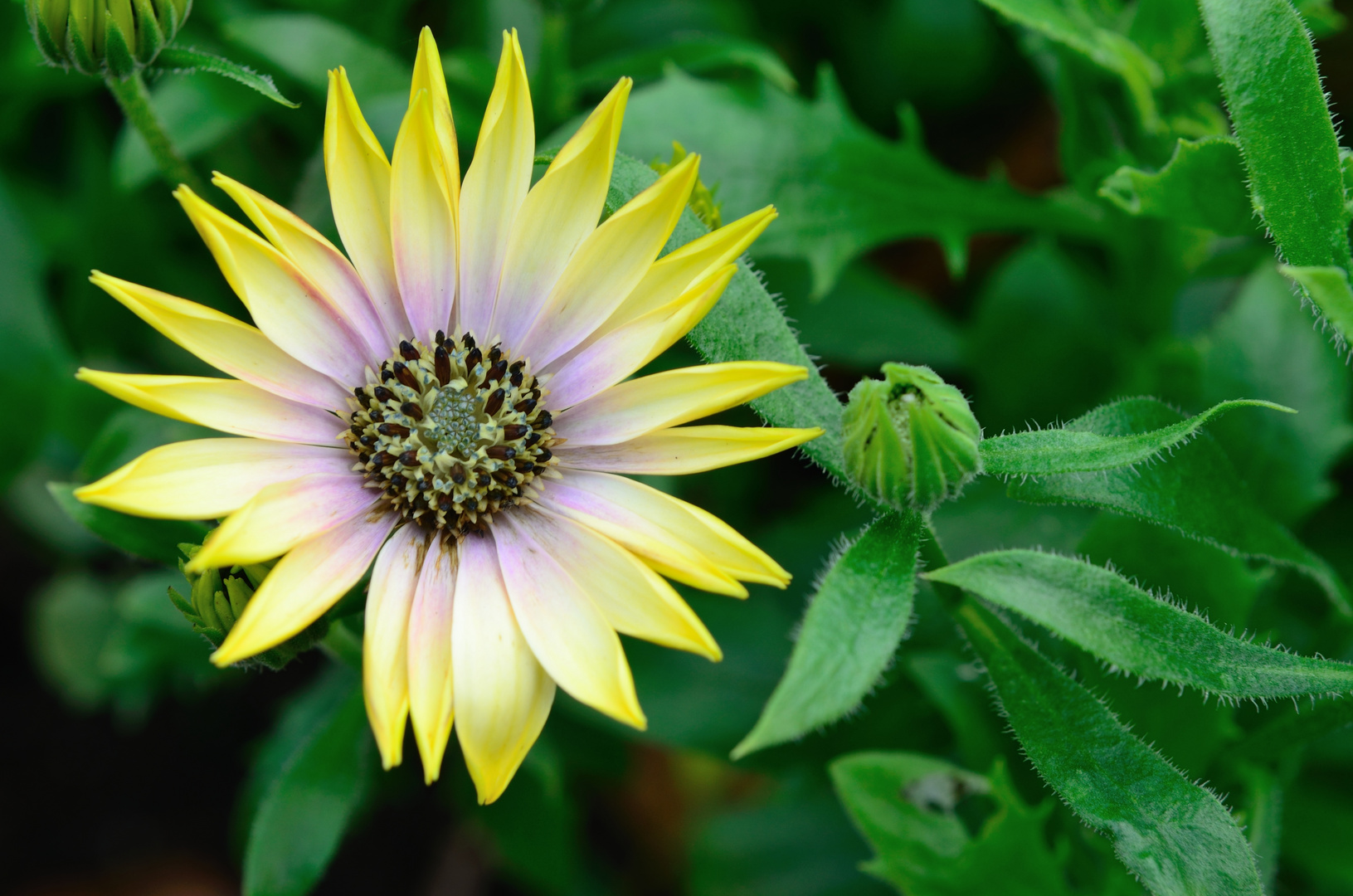 Osteospermum ecklonis