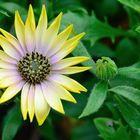 Osteospermum ecklonis