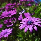 Osteospermum ecklonis mit Brachycera