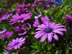 Osteospermum ecklonis mit Brachycera