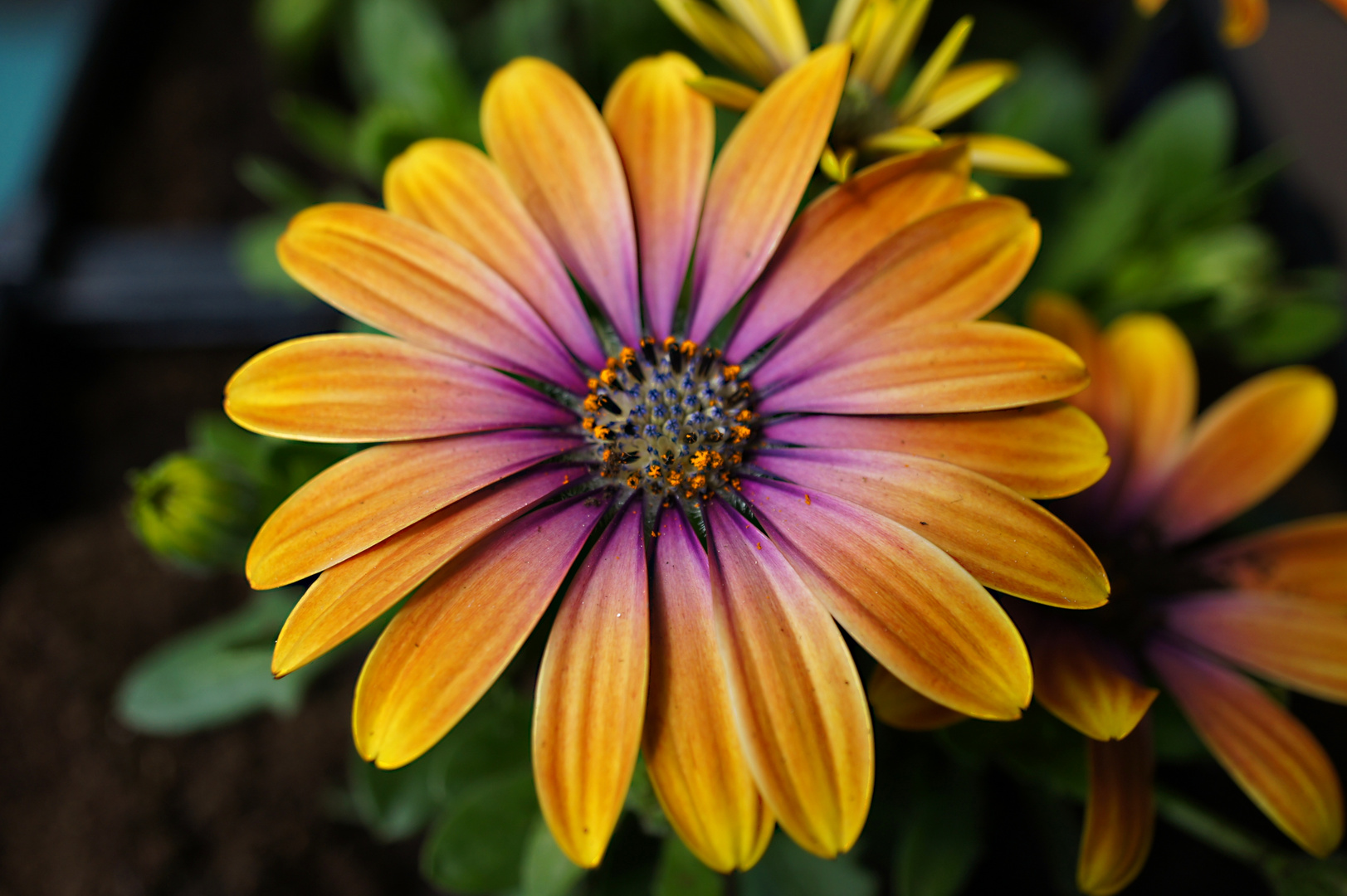 Osteospermum