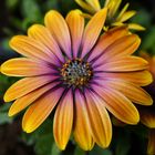 Osteospermum