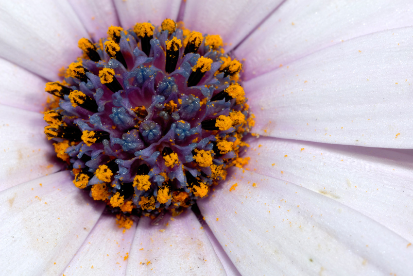 Osteospermum fructicosum