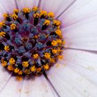 Osteospermum fructicosum