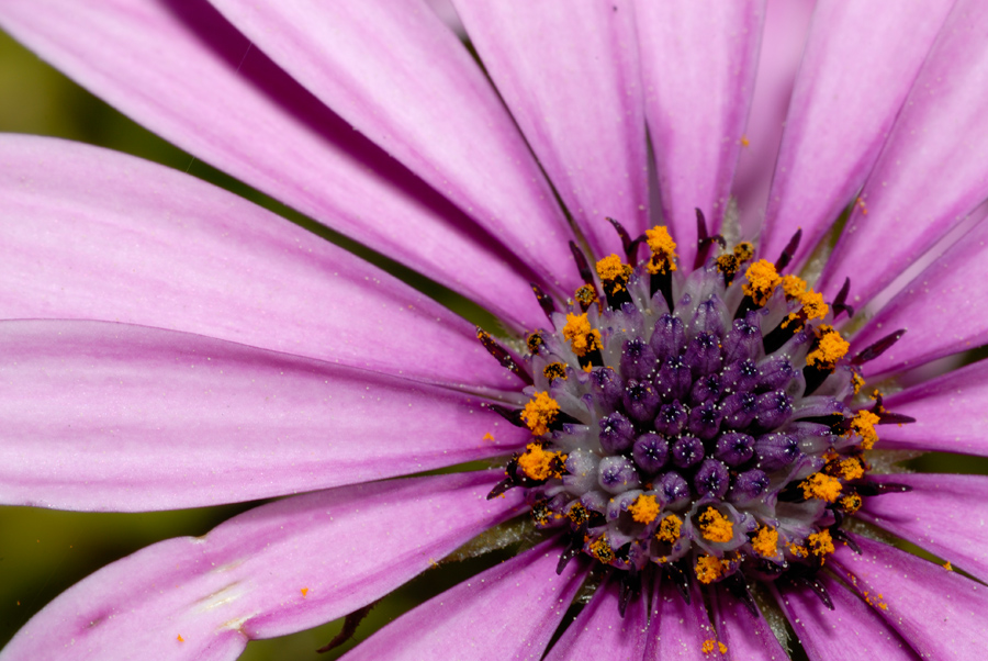 Osteospermum fructisocum II