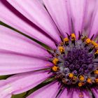 Osteospermum fructisocum II