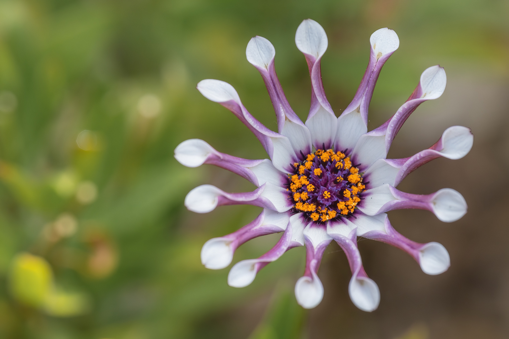 Osteospermum fruticosum